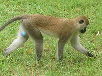 Kenya 116